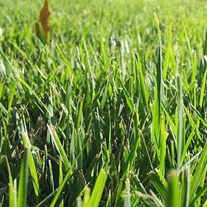 Zoysia Grass
