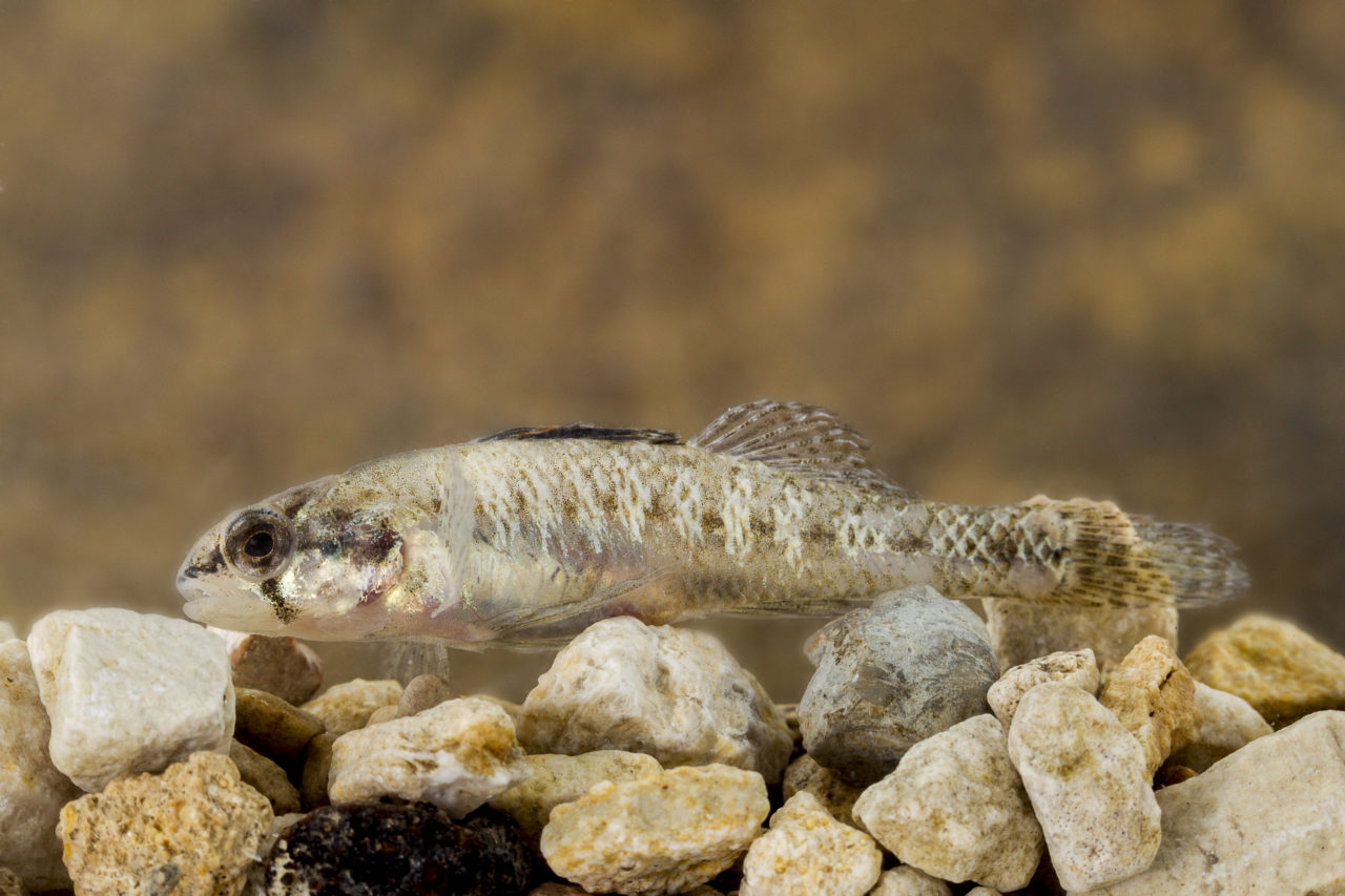Fountain Darter
