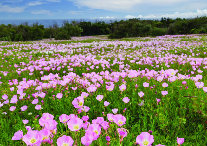 Evening primrose field