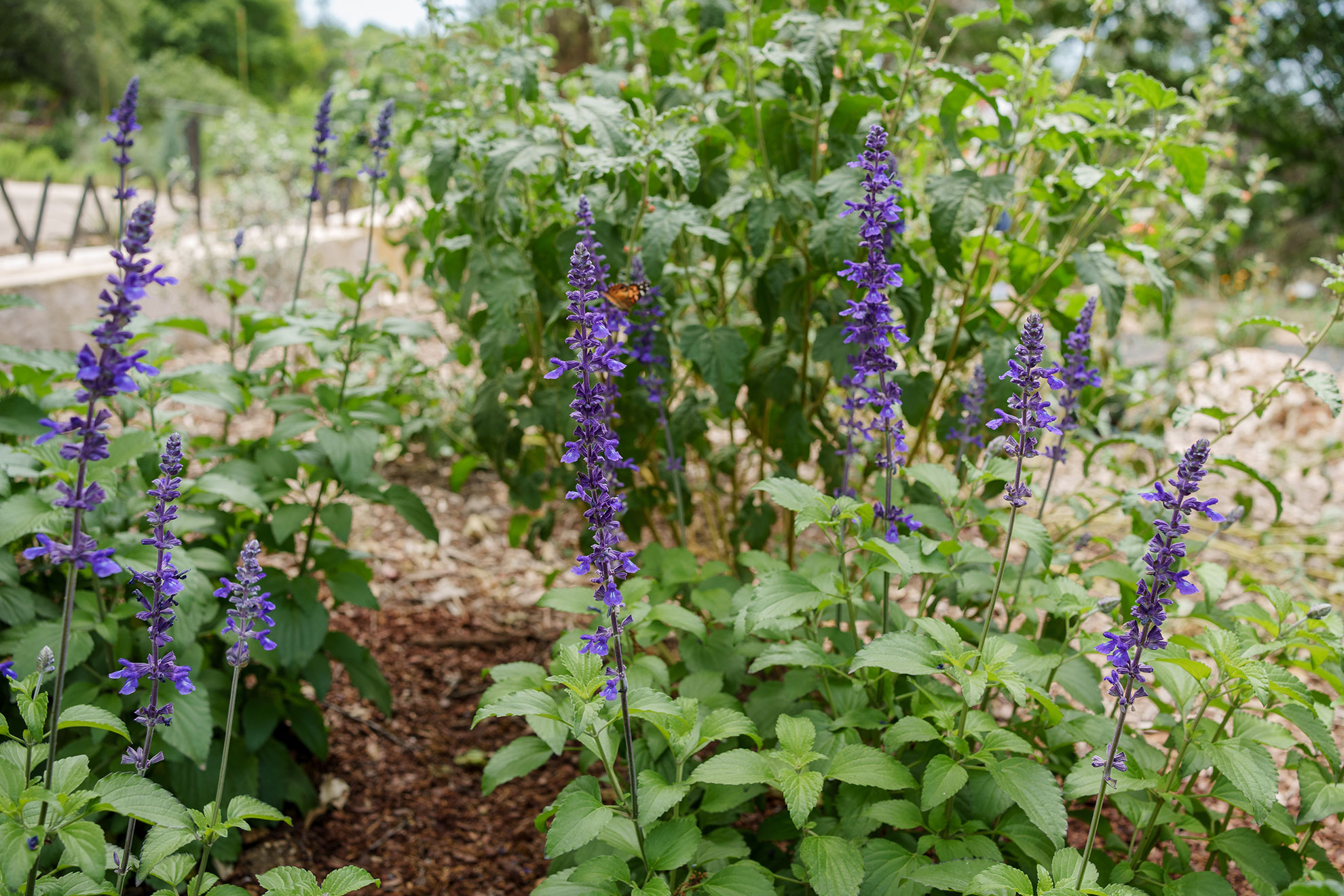 Salvia